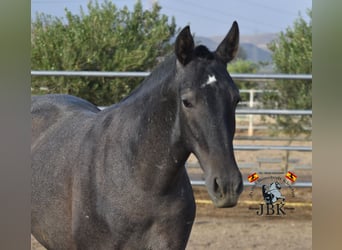 PRE, Stallone, 2 Anni, 160 cm, Grigio ferro