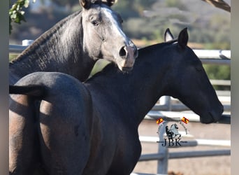 PRE, Stallone, 2 Anni, 160 cm, Grigio ferro