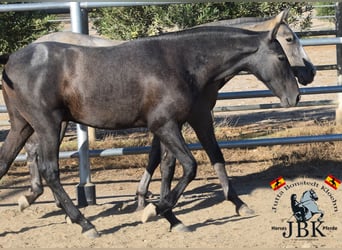 PRE, Stallone, 2 Anni, 160 cm, Grigio ferro