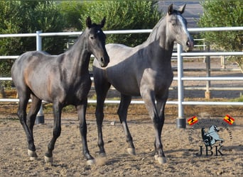 PRE, Stallone, 2 Anni, 160 cm, Grigio ferro