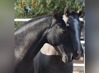 PRE, Stallone, 2 Anni, 160 cm, Grigio ferro