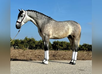 PRE, Stallone, 2 Anni, 160 cm, Grigio pezzato