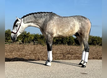 PRE, Stallone, 2 Anni, 160 cm, Grigio pezzato