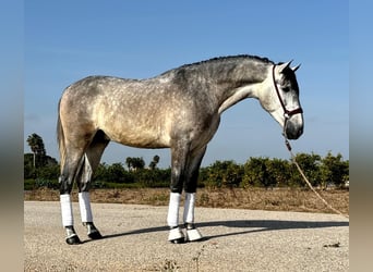 PRE, Stallone, 2 Anni, 160 cm, Grigio pezzato