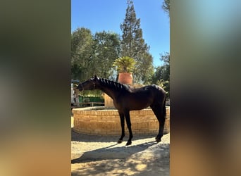 PRE Mix, Stallone, 2 Anni, 160 cm, Morello