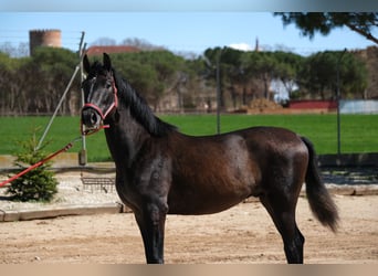 PRE Mix, Stallone, 2 Anni, 160 cm, Può diventare grigio