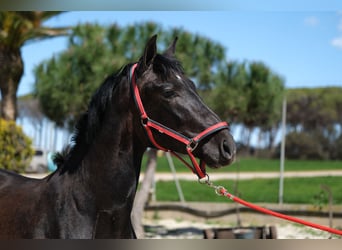 PRE Mix, Stallone, 2 Anni, 160 cm, Può diventare grigio