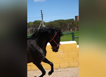 PRE Mix, Stallone, 2 Anni, 160 cm, Può diventare grigio