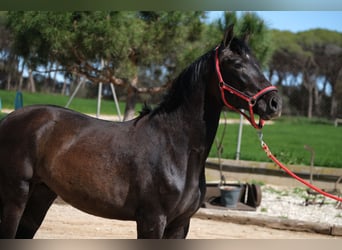 PRE Mix, Stallone, 2 Anni, 160 cm, Può diventare grigio