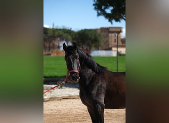PRE Mix, Stallone, 2 Anni, 160 cm, Può diventare grigio