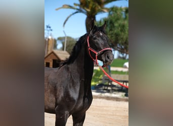 PRE Mix, Stallone, 2 Anni, 160 cm, Può diventare grigio