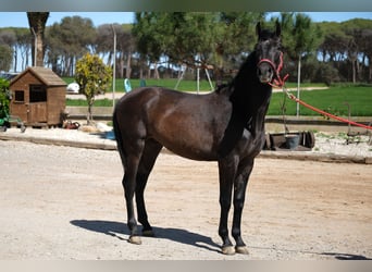 PRE Mix, Stallone, 2 Anni, 160 cm, Può diventare grigio