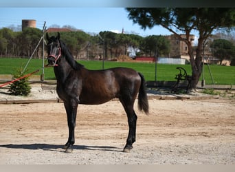 PRE Mix, Stallone, 2 Anni, 160 cm, Può diventare grigio