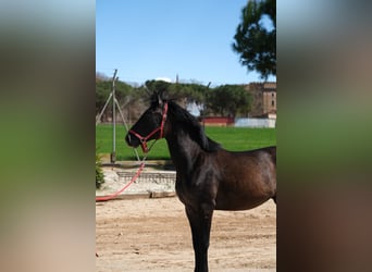 PRE Mix, Stallone, 2 Anni, 160 cm, Può diventare grigio