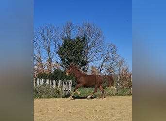 PRE Mix, Stallone, 2 Anni, 160 cm, Sauro