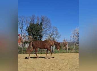 PRE Mix, Stallone, 2 Anni, 160 cm, Sauro