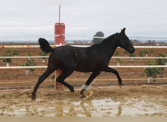 PRE, Stallone, 2 Anni, 161 cm