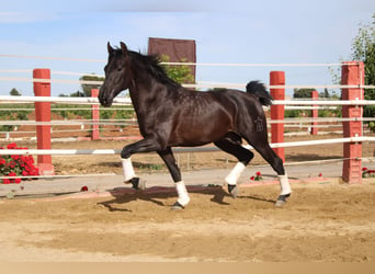 PRE, Stallone, 2 Anni, 161 cm
