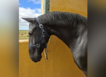 PRE, Stallone, 2 Anni, 161 cm