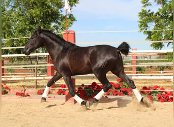 PRE, Stallone, 2 Anni, 161 cm