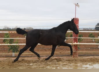 PRE, Stallone, 2 Anni, 161 cm