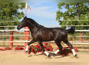 PRE, Stallone, 2 Anni, 161 cm