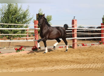 PRE, Stallone, 2 Anni, 161 cm