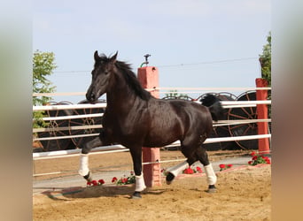 PRE, Stallone, 2 Anni, 161 cm