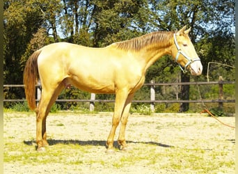 PRE Mix, Stallone, 2 Anni, 161 cm, Champagne