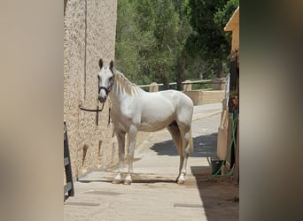 PRE, Stallone, 2 Anni, 161 cm, Grigio