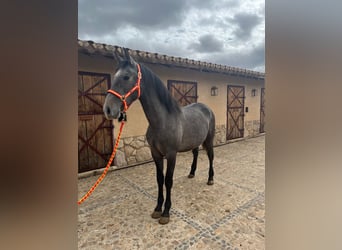 PRE Mix, Stallone, 2 Anni, 161 cm, Grigio