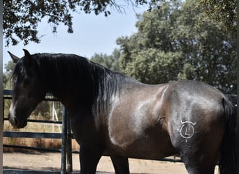 PRE, Stallone, 2 Anni, 161 cm, Grigio pezzato