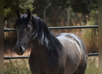 PRE, Stallone, 2 Anni, 161 cm, Grigio pezzato