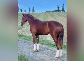 PRE Mix, Stallone, 2 Anni, 161 cm, Sauro