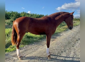 PRE Mix, Stallone, 2 Anni, 161 cm, Sauro