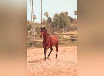 PRE, Stallone, 2 Anni, 162 cm, Baio