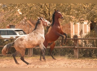 PRE, Stallone, 2 Anni, 162 cm, Baio