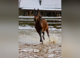 PRE Mix, Stallone, 2 Anni, 162 cm, Baio
