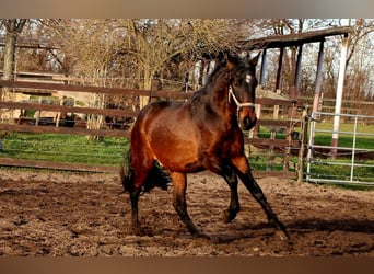 PRE Mix, Stallone, 2 Anni, 162 cm, Baio