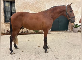 PRE, Stallone, 2 Anni, 162 cm, Baio ciliegia