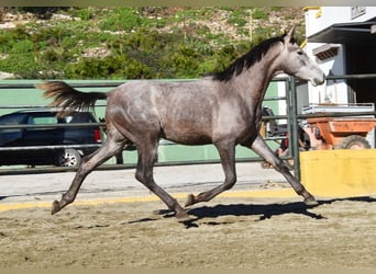 PRE Mix, Stallone, 2 Anni, 162 cm, Grigio
