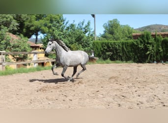 PRE, Stallone, 2 Anni, 162 cm, Grigio pezzato