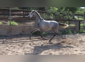 PRE, Stallone, 2 Anni, 162 cm, Grigio pezzato