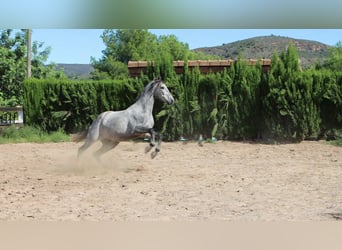 PRE, Stallone, 2 Anni, 162 cm, Grigio pezzato