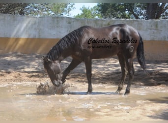 PRE Mix, Stallone, 2 Anni, 162 cm, Morello