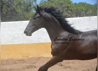 PRE Mix, Stallone, 2 Anni, 162 cm, Morello
