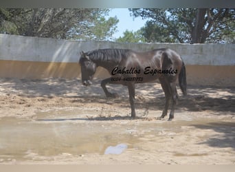 PRE Mix, Stallone, 2 Anni, 162 cm, Morello