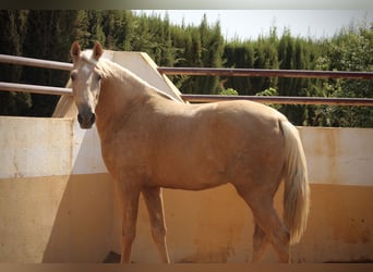 PRE Mix, Stallone, 2 Anni, 162 cm, Palomino