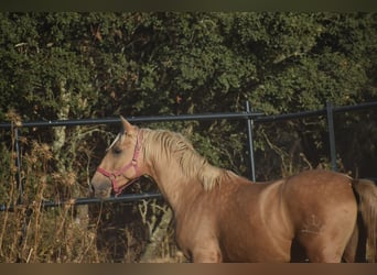 PRE Mix, Stallone, 2 Anni, 162 cm, Palomino