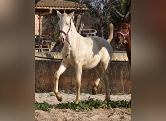 PRE, Stallone, 2 Anni, 162 cm, Perlino